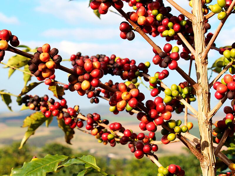Процесс созревания кофейных зерен и их обработка